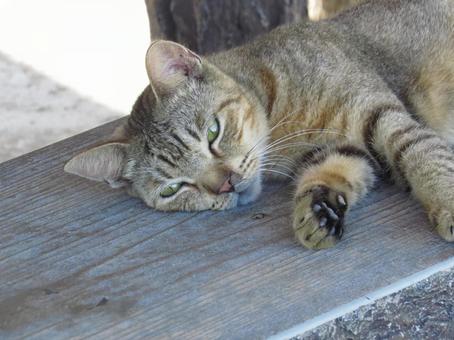 Park cat Naha City, Okinawa Prefecture, JPG Park cat Naha City, Okinawa Prefecture, JPG