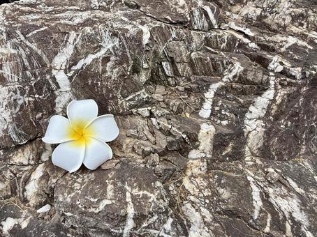 岩の上のプルメリア 岩の上のプルメリア プルメリア,自然,夏の写真素材