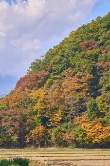 里山の黄葉 里山の黄葉の写真