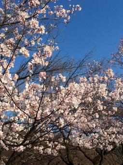 桜の花びらの写真