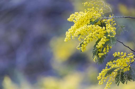 可愛らしいミモザのクローズアップ ミモザ,花,春の写真素材
