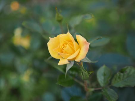 バラ園で黄色い薔薇を撮影しました バラ園で黄色い薔薇を撮影しましたの写真