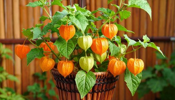 ほおずき ほおずきの写真