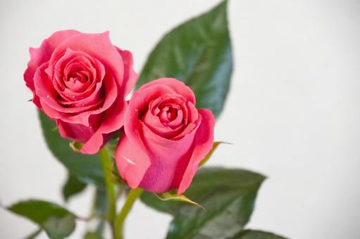 ピンクのばら ピンクのばら ピンク,水滴,薔薇の写真素材