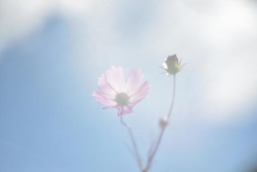 コスモス コスモス,秋,ピンクのコスモスの写真素材