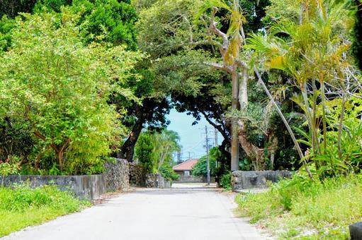 Tree tunnel on Taketomi Island, Okinawa, JPG