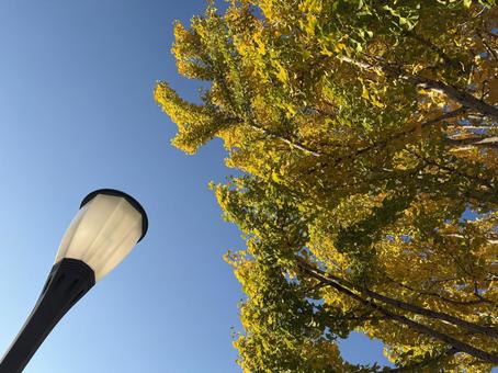 イチョウと街灯 イチョウ,銀杏,街灯の写真素材