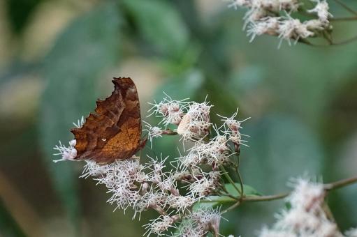 フジバカマの蜜を吸うキタテハ キタテハ,タテハチョウ,チョウの写真素材