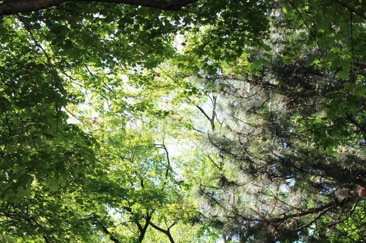 初夏の木漏れ日 木材,葉,風景の写真素材