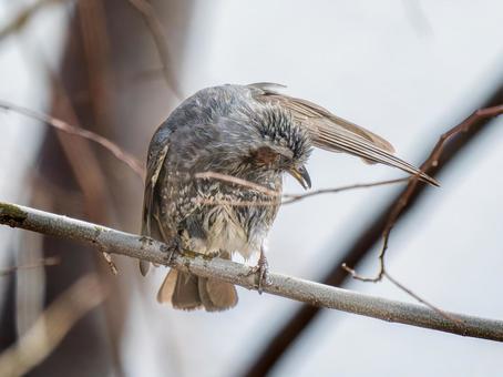 枝にとまるヒヨドリ 枝にとまるヒヨドリ ヒヨドリ,野鳥,鳥の写真素材