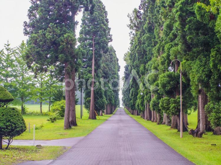 【北海道】北斗市・トラピスト大修道院 トラピスト大修道院,北斗市,キリスト教の写真素材