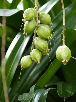 さがりばな さがりばな,さわふじ,花の写真素材