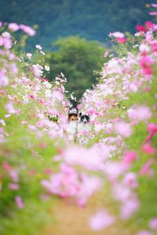シェルティ コスモス,犬,シェルティの写真素材