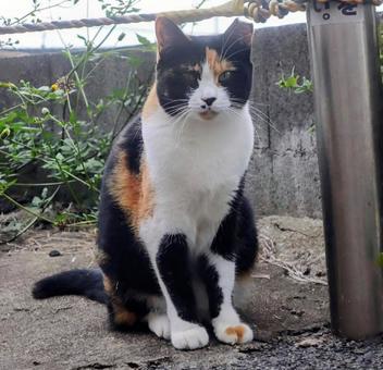 三毛猫の日がある 三毛猫の日があるの写真