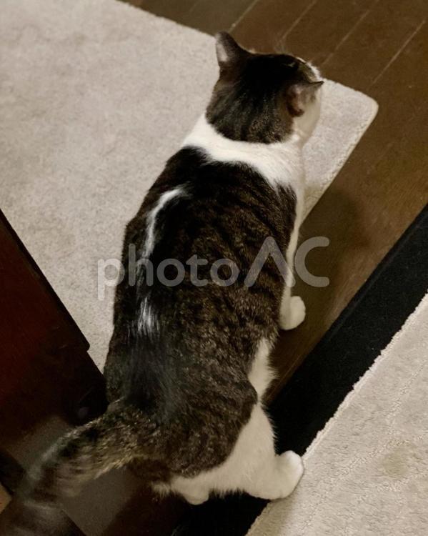 上から見たキジ白猫様　縦画像 猫,キジ白,微睡むの写真素材