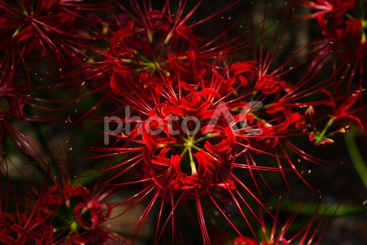 見おろす曼殊沙華 彼岸花,曼珠沙華,ヒガンバナの写真素材