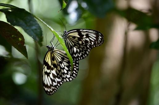 森に佇む蝶の写真