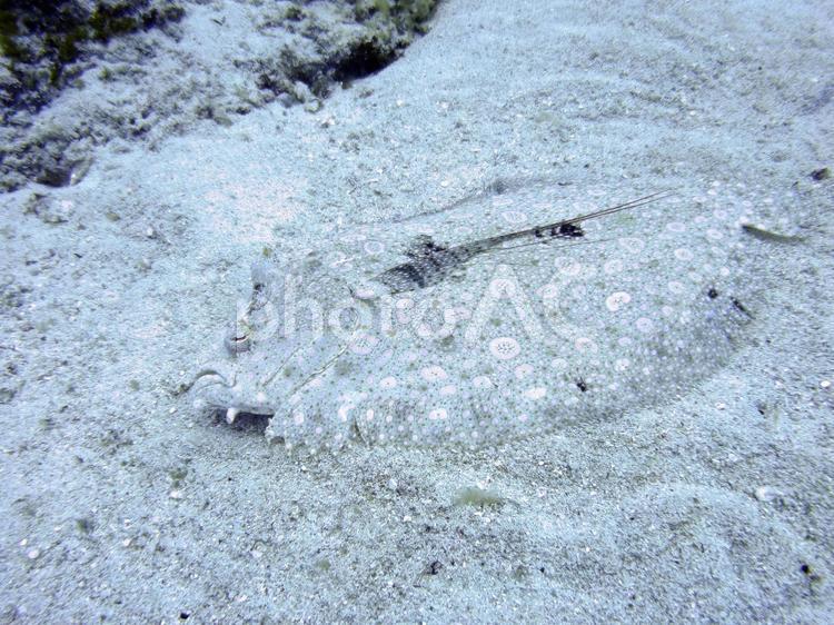 ヒラメの一種 ヒラメ,魚,海中の写真素材