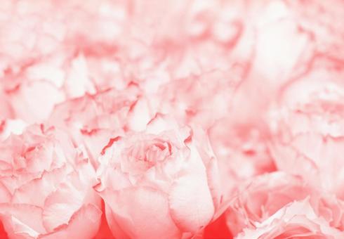 ふんわり咲くピンクのバラ ローズ 薔薇 ローズ,薔薇,ピンクの写真素材