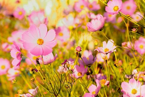 コスモスの花 花,コスモス,アキザクラの写真素材