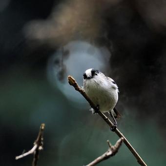 エナガ エナガ エナガ,野鳥,鳥の写真素材