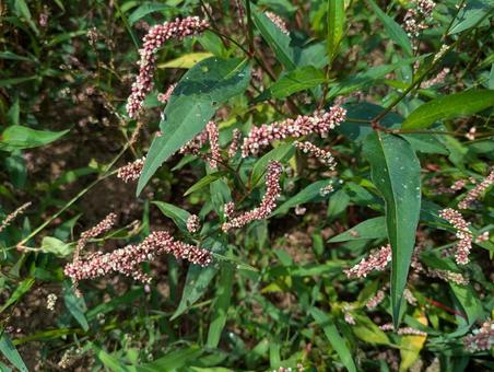 Photo, weed, plant, natural, 