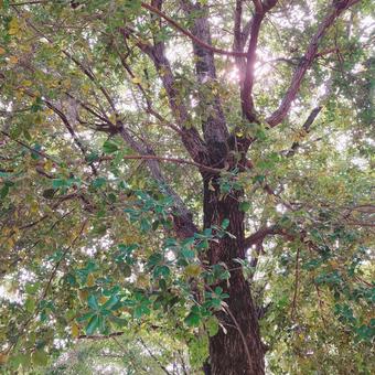 ウバメガシ ウバメガシの写真