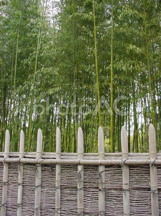 桂離宮の竹林 竹林,竹垣,職人の技の写真素材