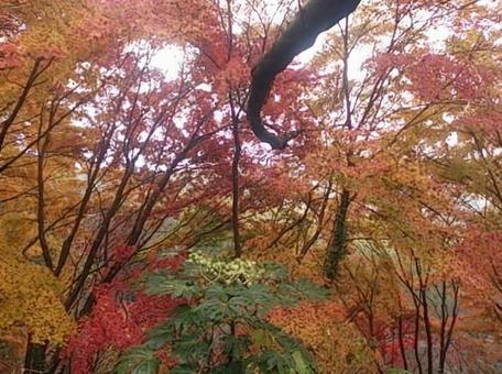 紅葉 紅葉の写真