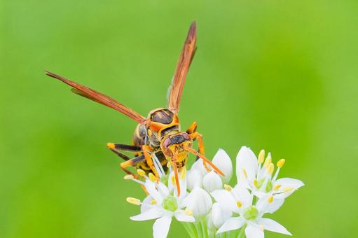 顔の周りが花粉まみれのセグロアシナガバチ 顔の周りが花粉まみれのセグロアシナガバチ セグロアシナガバチ,背黒脚長蜂,アシナガバチの写真素材