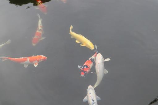 日本庭園 鯉 日本庭園 鯉の写真