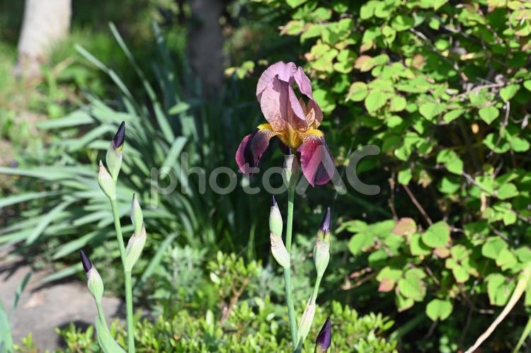 家の庭に咲いたジャーマンアイリス 紫色の花,ガーデニング,蕾の写真素材