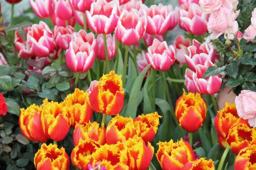 チューリップ・Tulips　咲く風景 球根植物,チューリップ,風景の写真素材