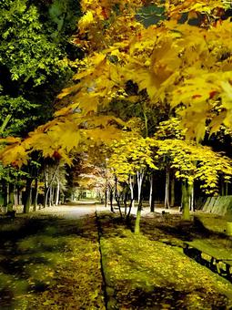 黄色と緑の木 紅葉,背景,待受の写真素材