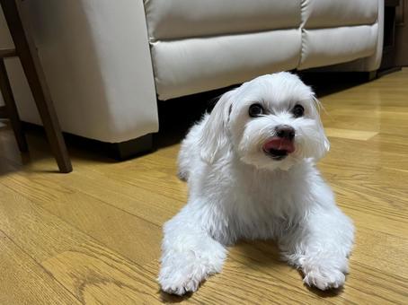 舌ペロするマルチーズ 舌ペロするマルチーズ 犬,マルチーズ,室内の写真素材
