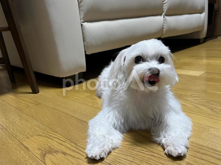 舌ペロするマルチーズ 犬,マルチーズ,室内の写真素材