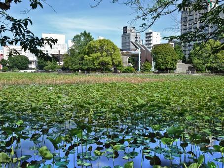 不忍池(上野公園) 不忍池(上野公園)の写真