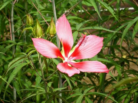 草むらで開花したピンク色のモミジアオイ モミジアオイ,花,植物の写真素材