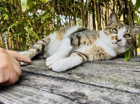 猫 動物,癒し,生き物の写真素材