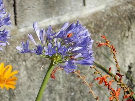 Photo, agapanthus, purple clam, blue, 