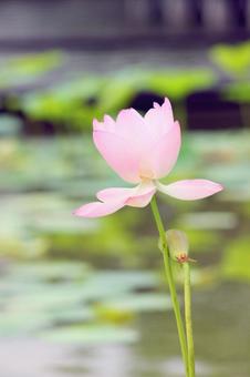 蓮の花 蓮の花の写真