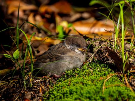 地面を歩くスズメの若鳥 地面を歩くスズメの若鳥の写真