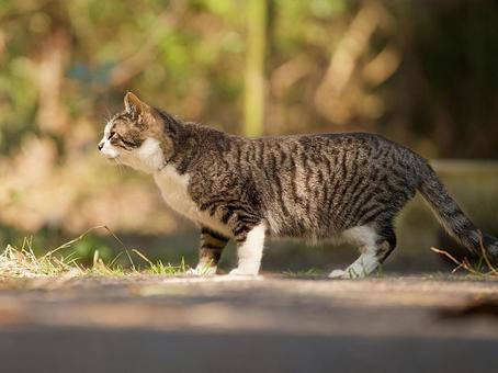 猫のクローズアップ 猫のクローズアップ 猫,野良猫,キジトラの写真素材