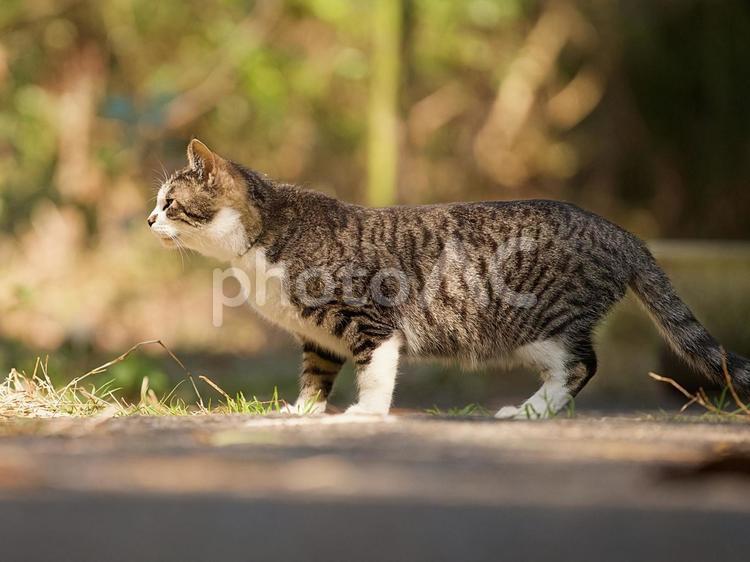 猫のクローズアップ 猫,野良猫,可愛い猫の写真素材