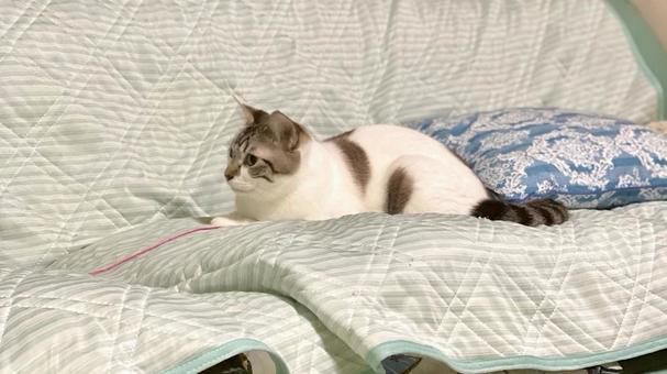 ソファでくつろぐシャム系ミックス猫様 ソファでくつろぐシャム系ミックス猫様 猫,シャムトラ,微睡むの写真素材