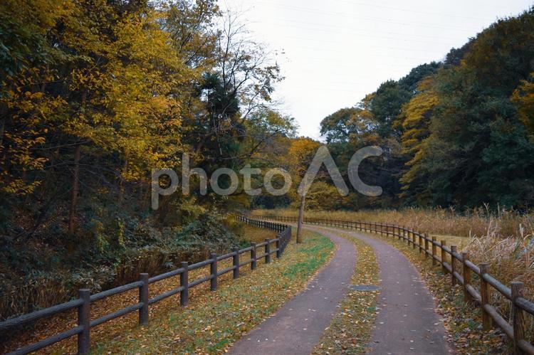 秋の森林公園 秋,森,森林の写真素材