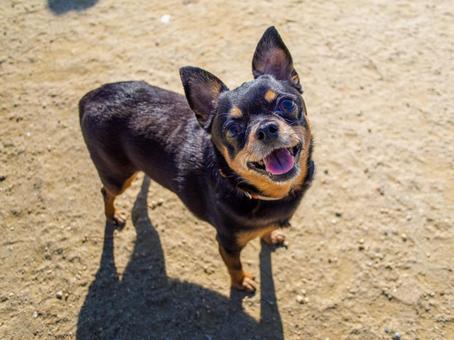 ドッグランの犬・チワワ・ミニピン 犬,わんこ,ペットの写真素材