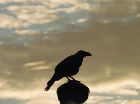 シルエットなカラス カラス,烏,シルエットの写真素材