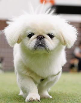 近寄る白いミックス犬 近寄る白いミックス犬 犬,ミックス犬,可愛い犬の写真素材