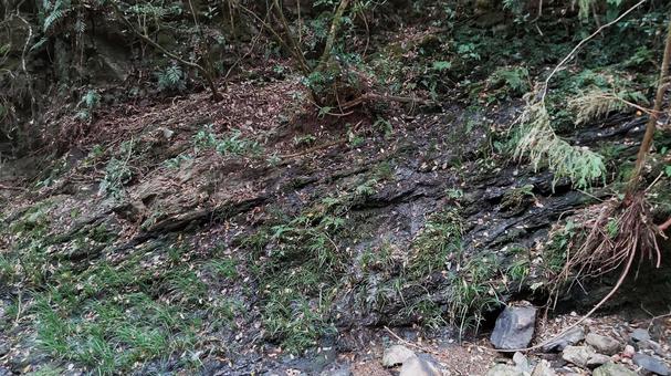 山奥の川沿いの岩場に生える草木 山奥の川沿いの岩場に生える草木の写真